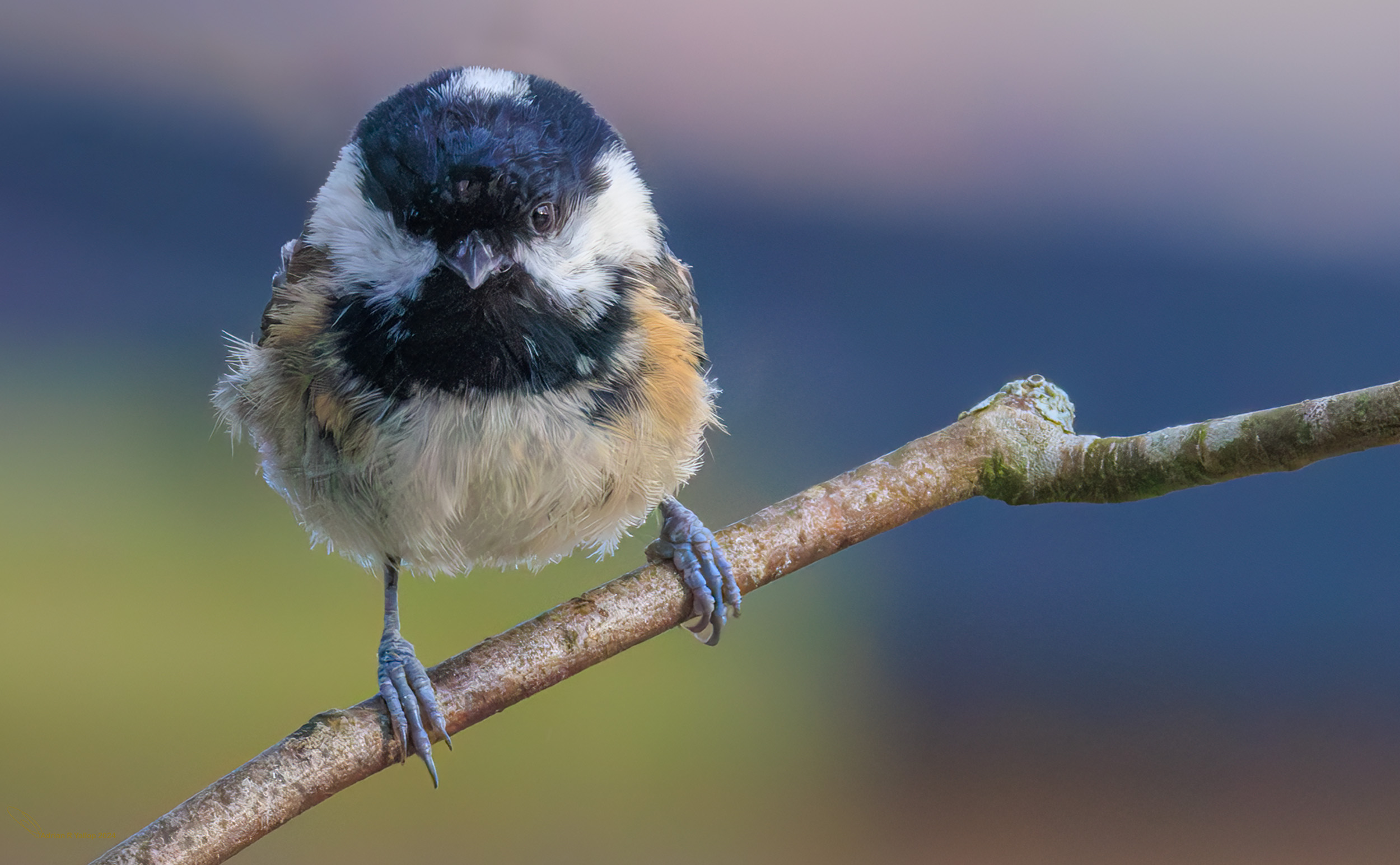 Coal tit Periparus ater 